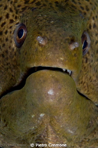 Mooray closeup by Pietro Cremone 